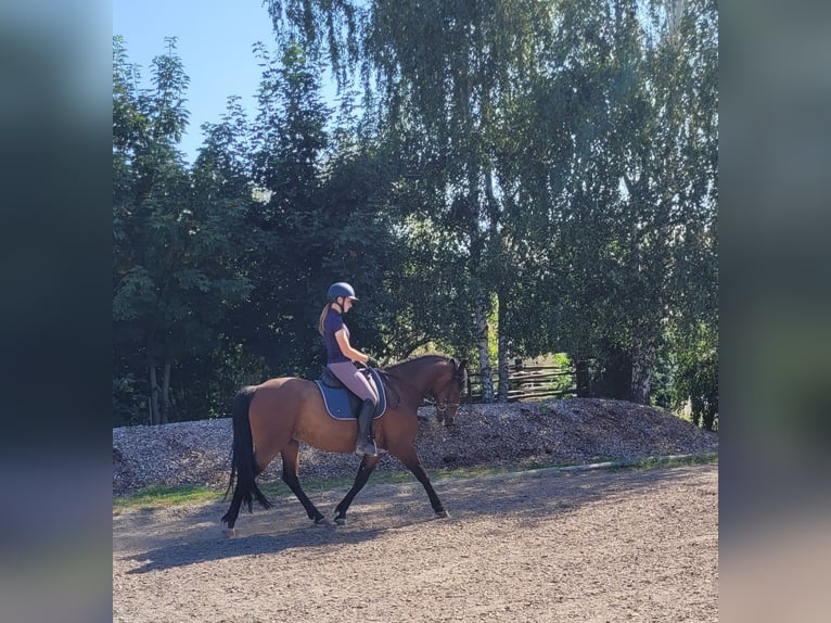 Andalusian Mix Gelding 7 years 15,1 hh Brown in Karlshuld