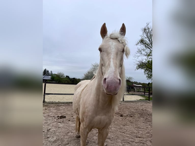 Andalusian Gelding 7 years 15,1 hh Cremello in Heiligenhaus