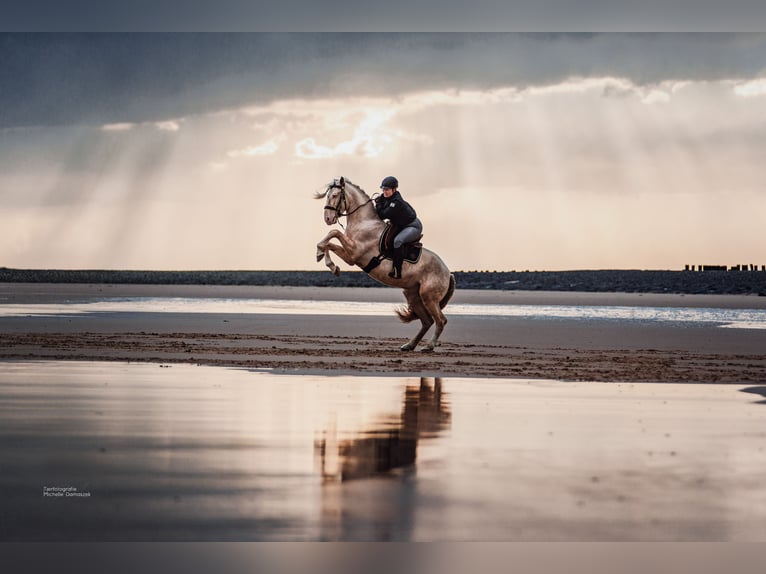 Andalusian Gelding 7 years 15,1 hh Cremello in Heiligenhaus