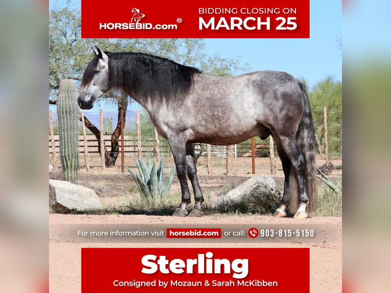 Andalusian Mix Gelding 7 years 15,1 hh Gray in Scottsdale