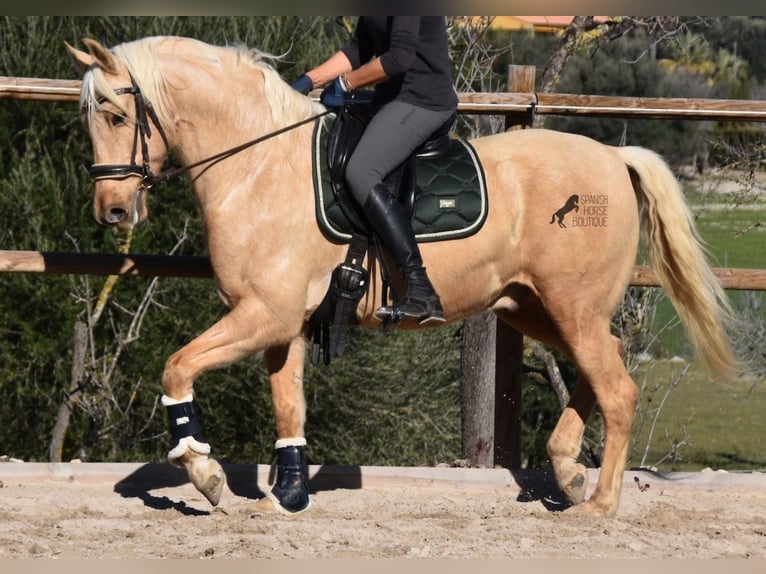 Andalusian Gelding 7 years 15,1 hh Palomino in Mallorca