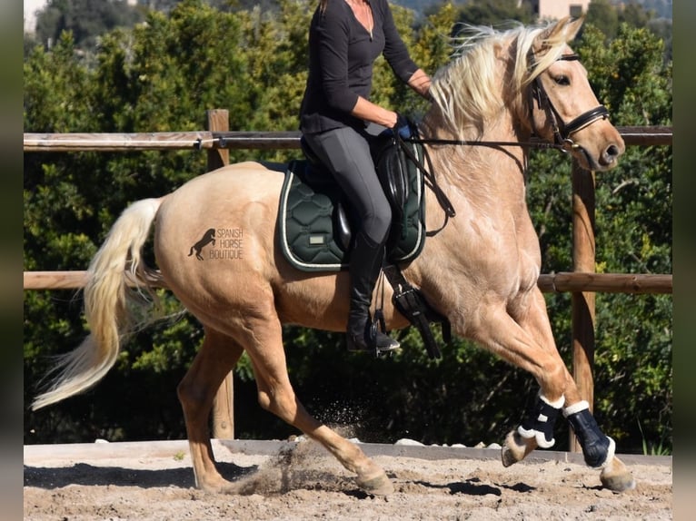 Andalusian Gelding 7 years 15,1 hh Palomino in Mallorca