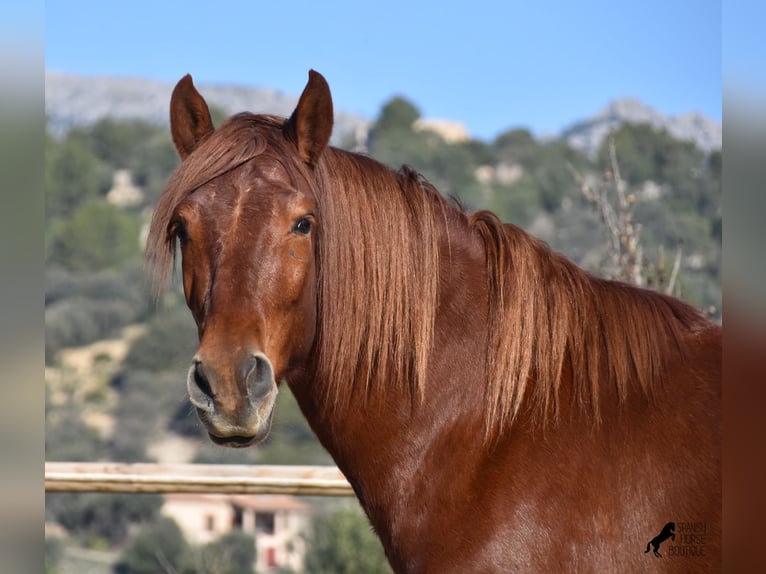 Andalusian Gelding 7 years 15,2 hh Chestnut-Red in Mallorca