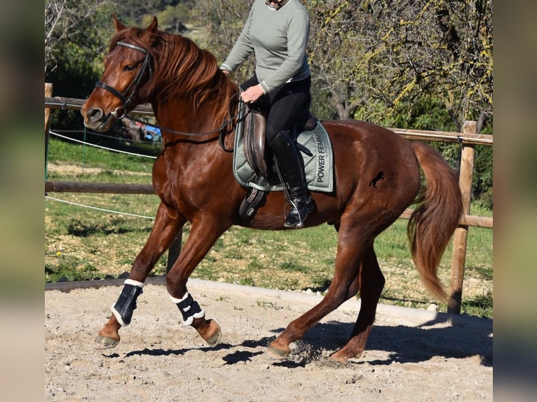 Andalusian Gelding 7 years 15,2 hh Chestnut-Red in Mallorca