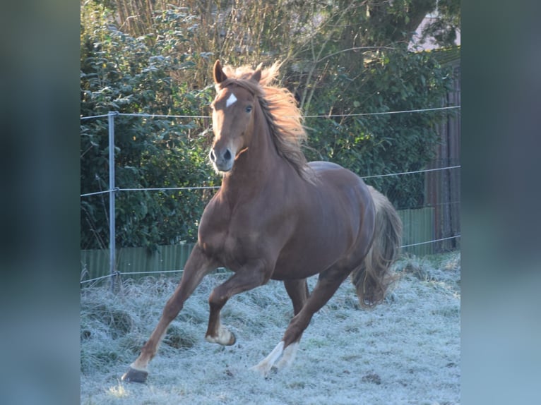 Andalusian Gelding 7 years 15,2 hh Chestnut-Red in Würzburg