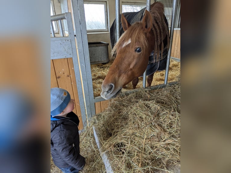 Andalusian Gelding 7 years 15,2 hh Chestnut-Red in Würzburg