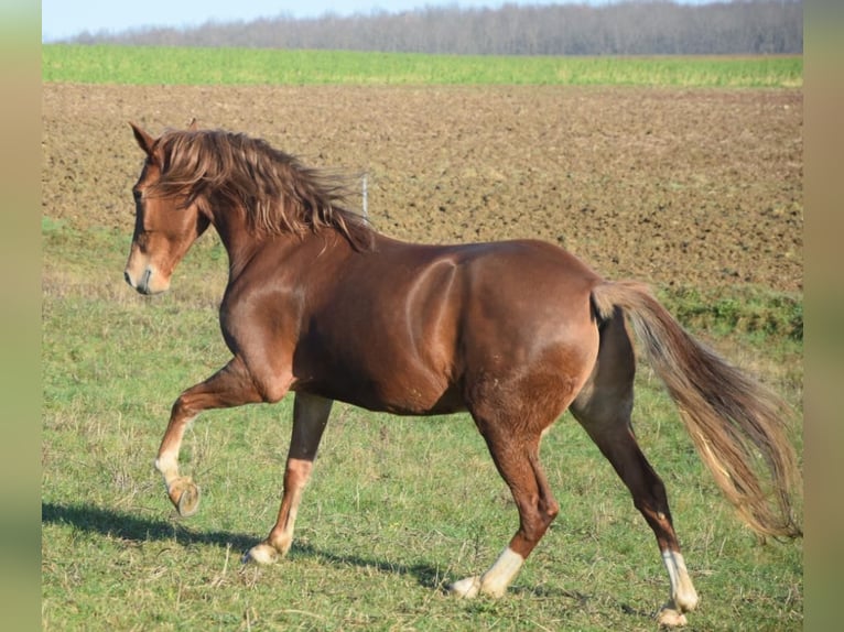 Andalusian Gelding 7 years 15,2 hh Chestnut-Red in Würzburg