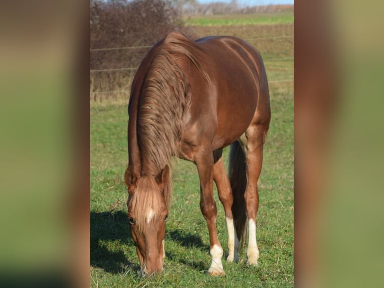 Andalusian Gelding 7 years 15,2 hh Chestnut-Red in Würzburg