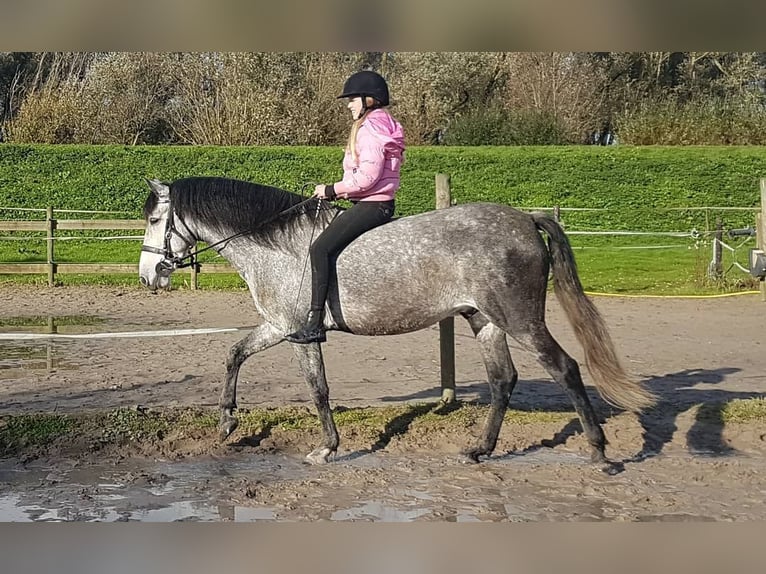 Andalusian Gelding 7 years 15,2 hh Gray-Dapple in Hamburg