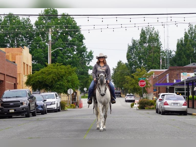 Andalusian Gelding 7 years 15,2 hh Gray in Selah, WA