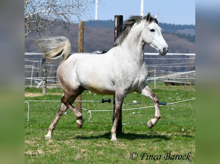 Andalusian Gelding 7 years 15.2 hh Grey in Wiebelsheim