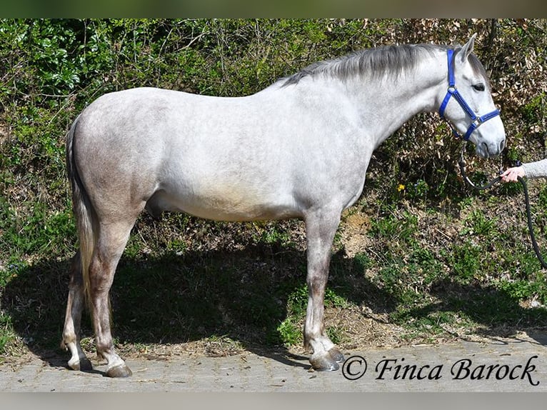 Andalusian Gelding 7 years 15.2 hh Grey in Wiebelsheim