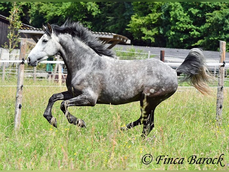 Andalusian Gelding 7 years 15.2 hh Grey in Wiebelsheim