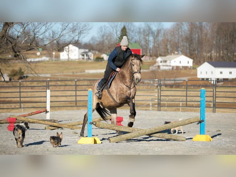 Andalusian Mix Gelding 7 years 15,3 hh Buckskin in Fredericksburg, OH