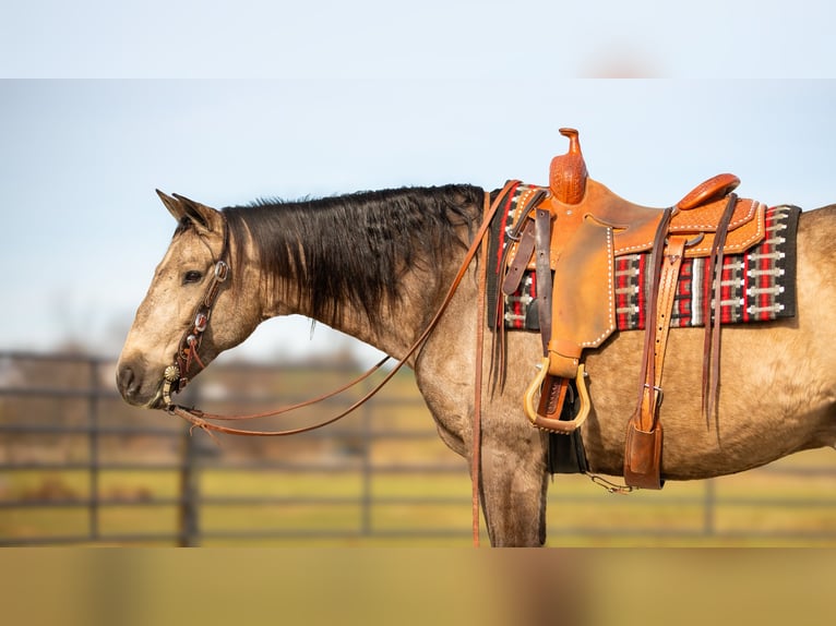 Andalusian Mix Gelding 7 years 15,3 hh Buckskin in Fredericksburg, OH