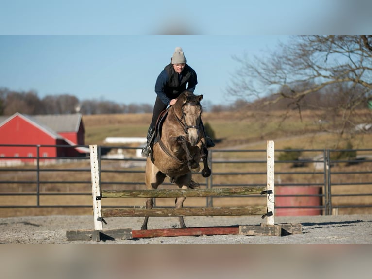 Andalusian Mix Gelding 7 years 15,3 hh Buckskin in Fredericksburg, OH