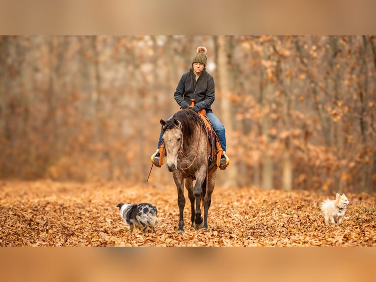 Andalusian Mix Gelding 7 years 15,3 hh Buckskin in Fredericksburg, OH