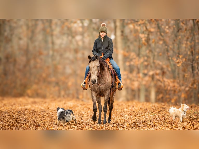 Andalusian Mix Gelding 7 years 15,3 hh Buckskin in Fredericksburg, OH