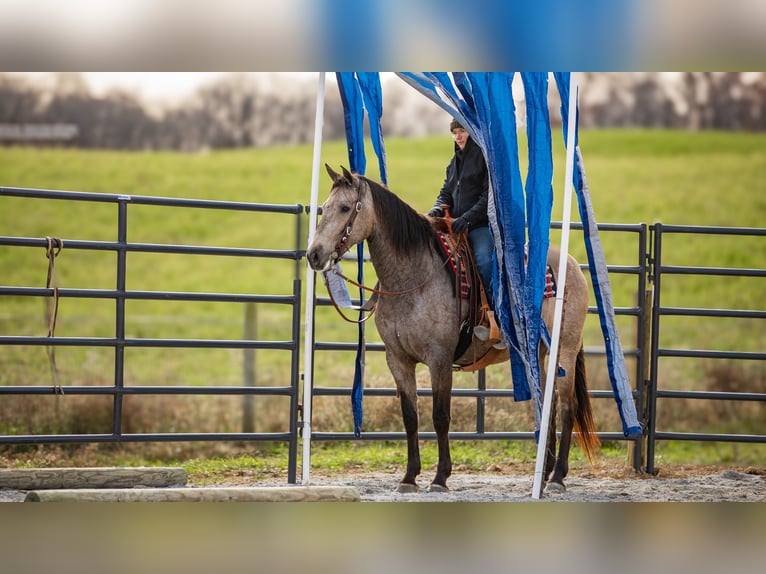 Andalusian Mix Gelding 7 years 15,3 hh Buckskin in Fredericksburg, OH