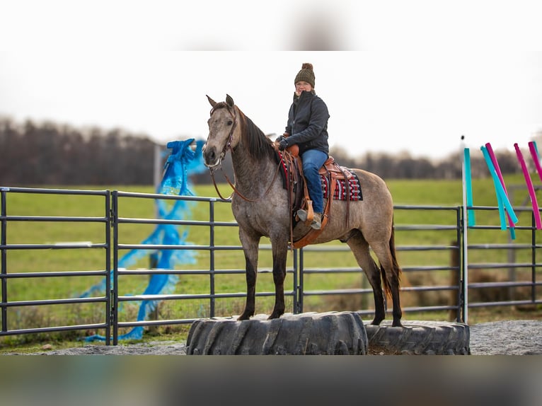 Andalusian Mix Gelding 7 years 15,3 hh Buckskin in Fredericksburg, OH