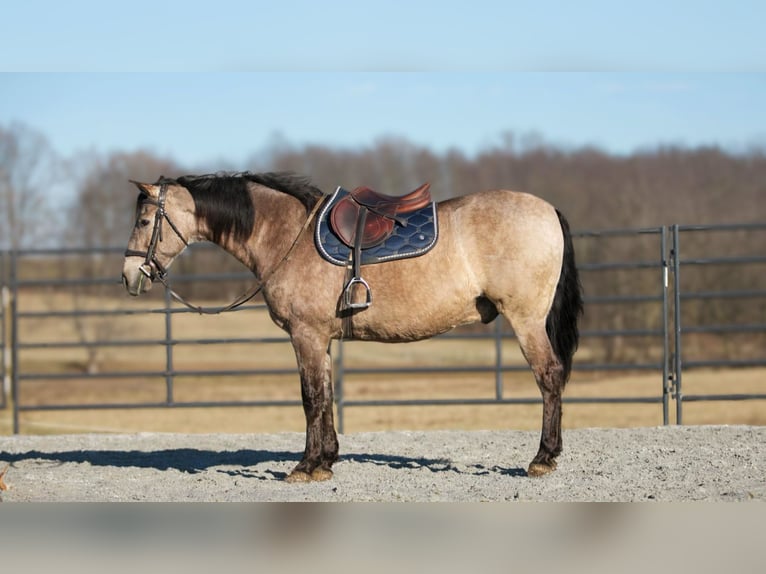 Andalusian Mix Gelding 7 years 15,3 hh Buckskin in Fredericksburg, OH