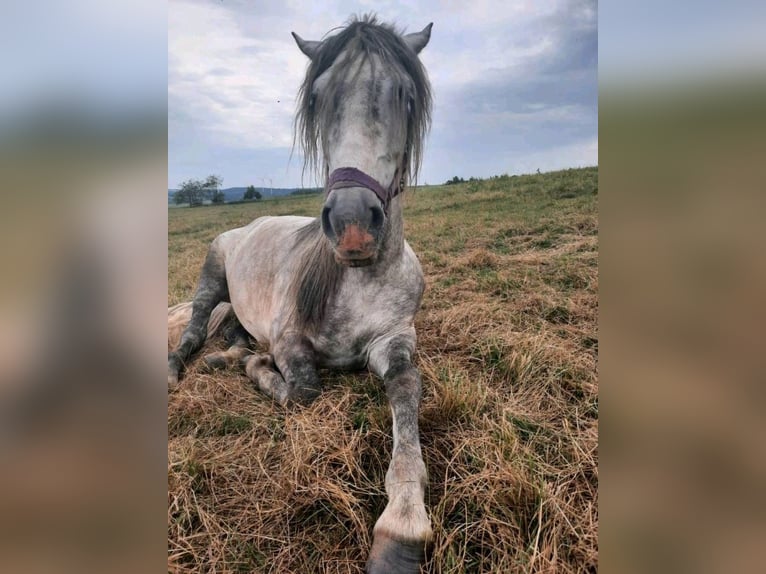 Andalusian Gelding 7 years 15 hh Grey-Dapple in Völklingen