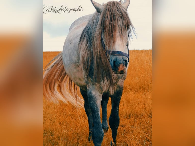 Andalusian Gelding 7 years 15 hh Grey-Dapple in Völklingen