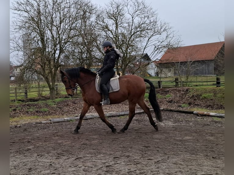 Andalusian Mix Gelding 7 years 15,1 hh Brown in Karlshuld