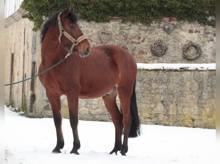 Andalusian Gelding 7 years 15,1 hh Brown in Warburg