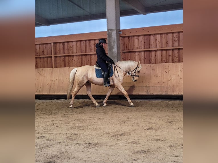 Andalusian Mix Gelding 7 years 15,1 hh Dun in Karlshuld