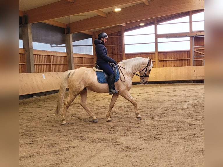 Andalusian Mix Gelding 7 years 15,1 hh Dun in Karlshuld