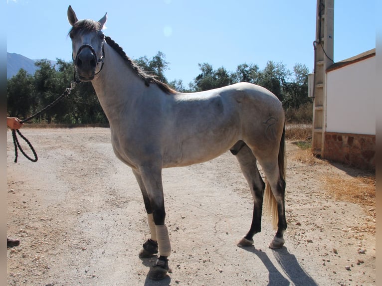Andalusian Gelding 7 years 15,1 hh Gray-Red-Tan in D&#xFC;sseldorf