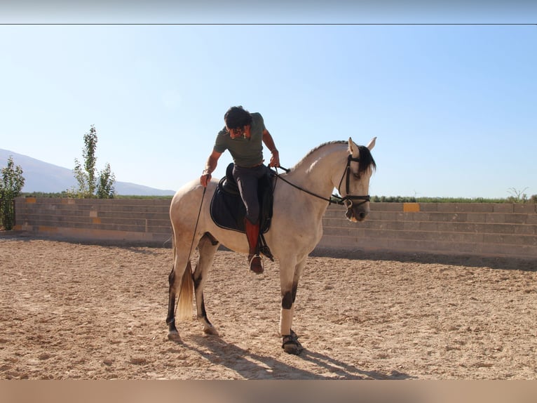 Andalusian Gelding 7 years 15,1 hh Gray-Red-Tan in D&#xFC;sseldorf