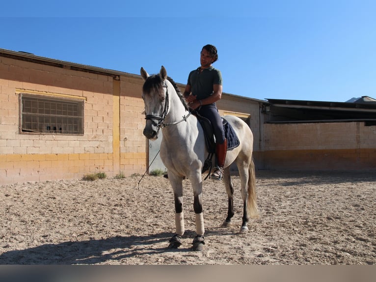 Andalusian Gelding 7 years 15,1 hh Gray-Red-Tan in D&#xFC;sseldorf