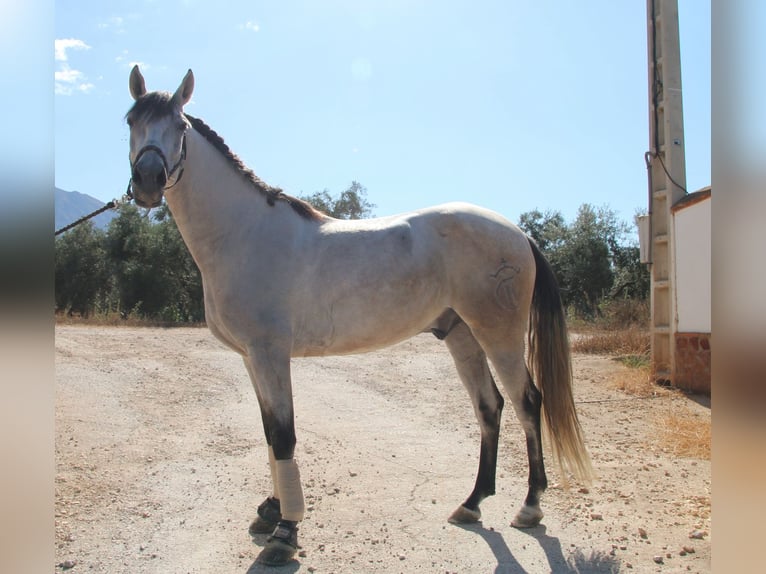 Andalusian Gelding 7 years 15,1 hh Gray-Red-Tan in D&#xFC;sseldorf