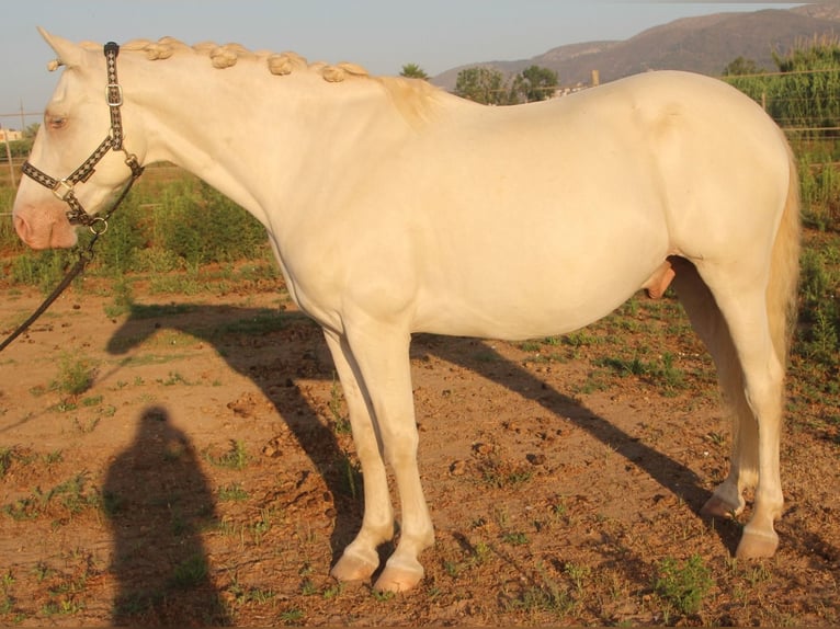 Andalusian Gelding 7 years 15,1 hh in Barcelona
