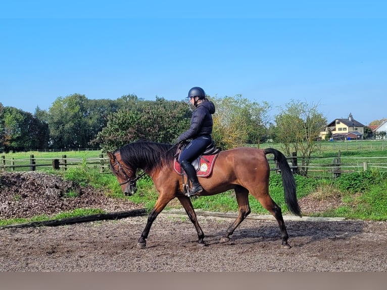 Andalusian Mix Gelding 7 years 15,2 hh Bay-Dark in Karlshuld