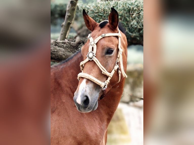 Andalusian Mix Gelding 7 years 15,2 hh Brown-Light in Valencia
