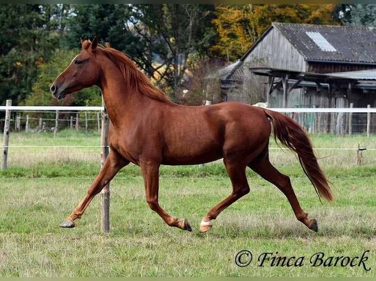 Andalusian Gelding 7 years 15,2 hh Chestnut-Red in Wiebelsheim