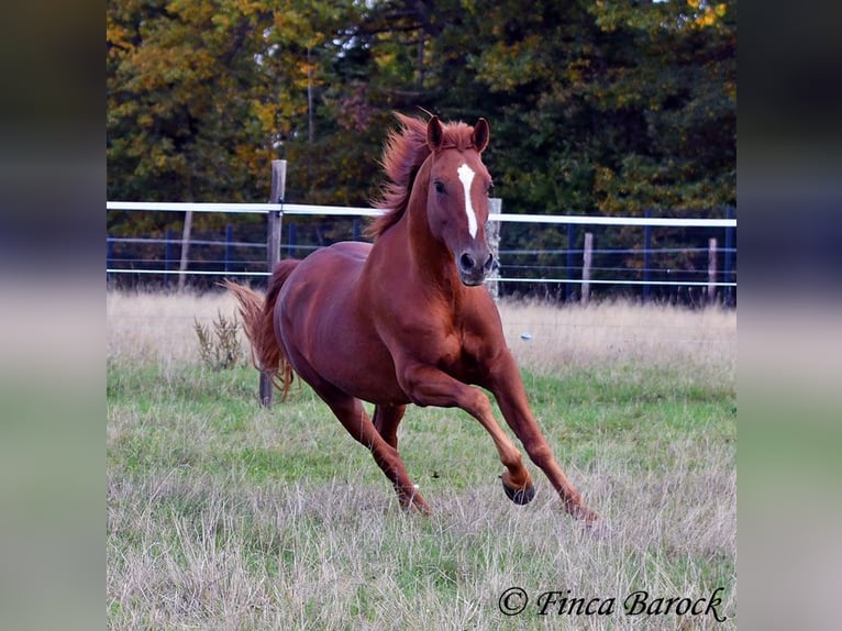 Andalusian Gelding 7 years 15,2 hh Chestnut-Red in Wiebelsheim