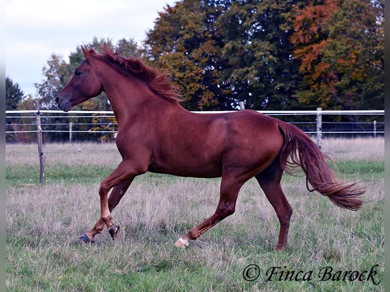 Andalusian Gelding 7 years 15,2 hh Chestnut-Red in Wiebelsheim