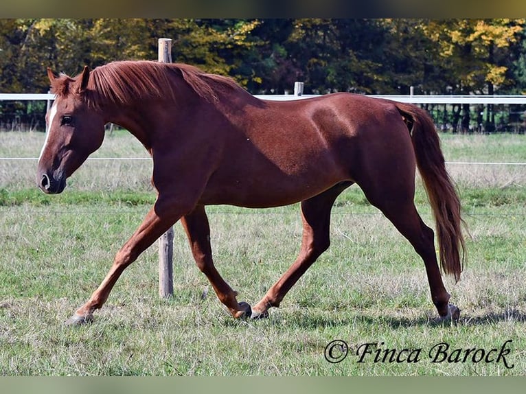 Andalusian Gelding 7 years 15,2 hh Chestnut-Red in Wiebelsheim