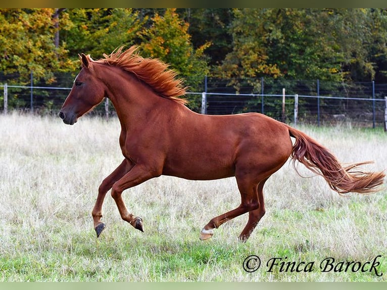 Andalusian Gelding 7 years 15,2 hh Chestnut-Red in Wiebelsheim