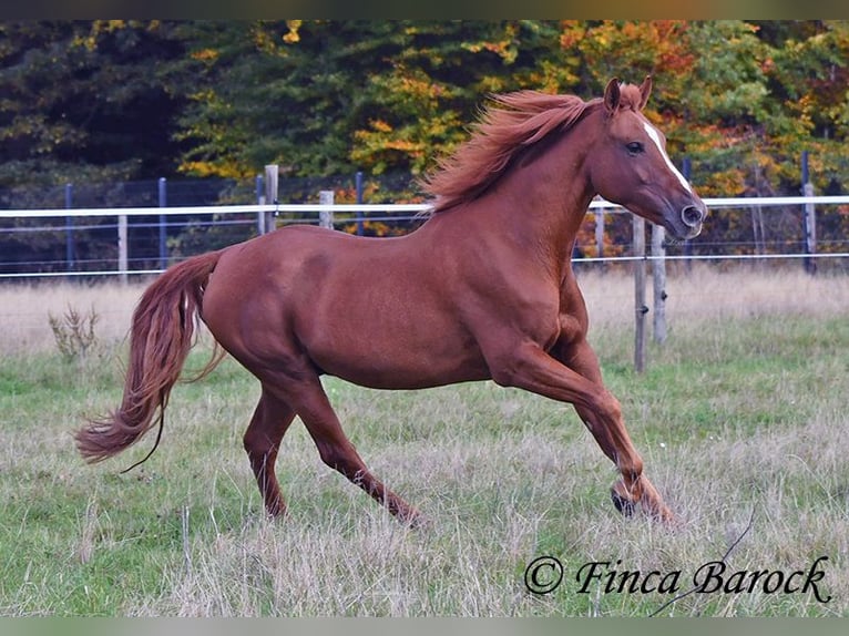 Andalusian Gelding 7 years 15,2 hh Chestnut-Red in Wiebelsheim