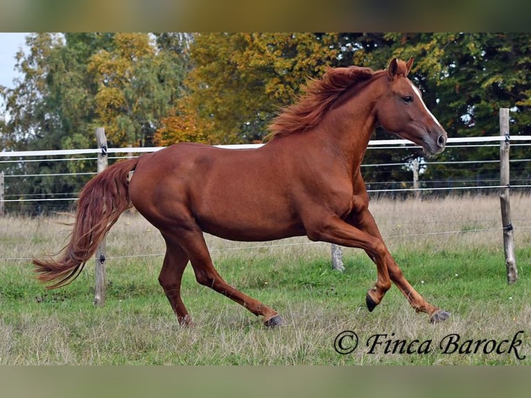 Andalusian Gelding 7 years 15,2 hh Chestnut-Red in Wiebelsheim