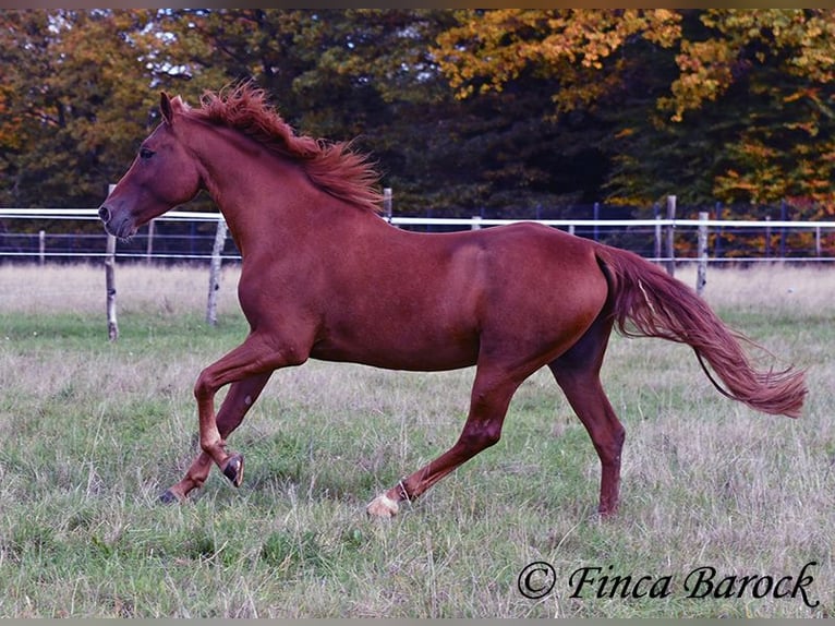 Andalusian Gelding 7 years 15,2 hh Chestnut-Red in Wiebelsheim