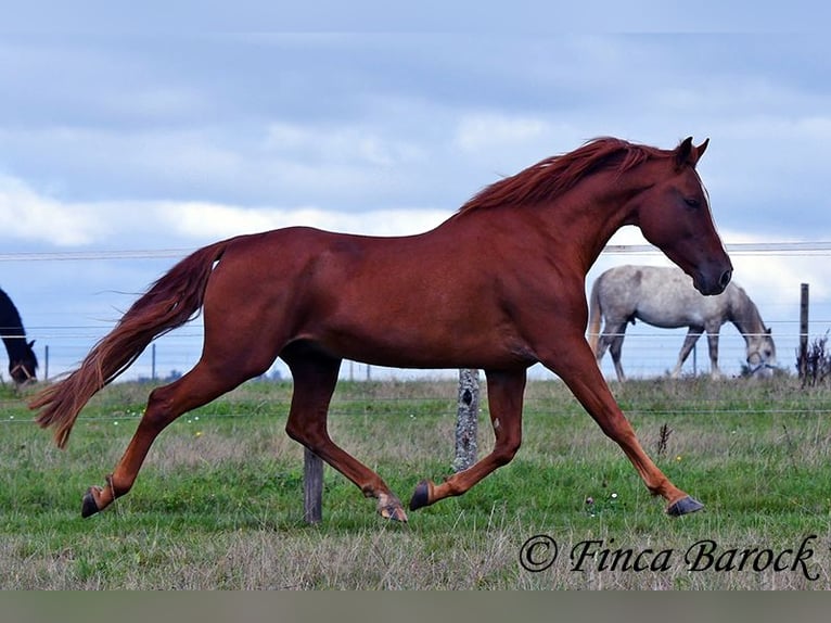 Andalusian Gelding 7 years 15,2 hh Chestnut-Red in Wiebelsheim