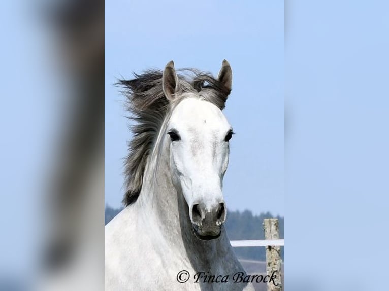 Andalusian Gelding 7 years 15,2 hh Grey in Wiebelsheim