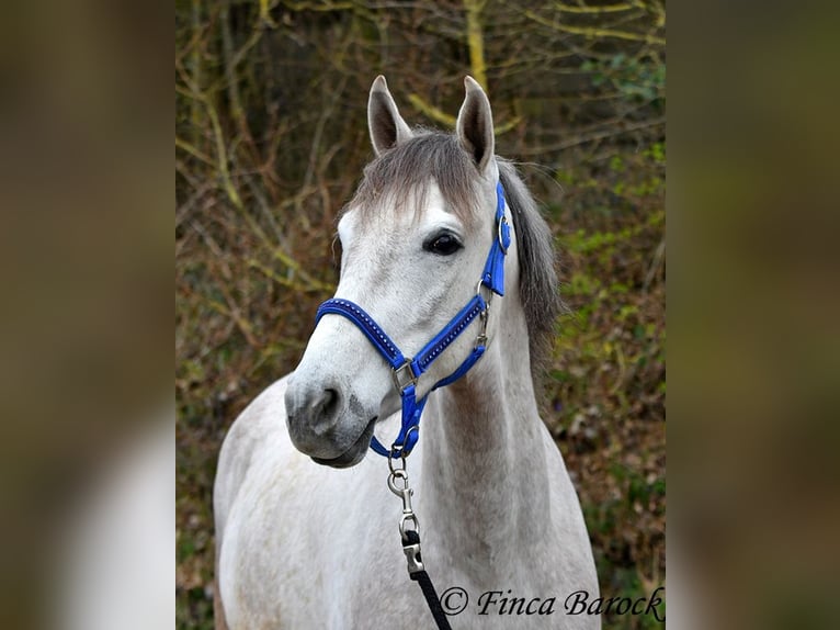 Andalusian Gelding 7 years 15,2 hh Grey in Wiebelsheim