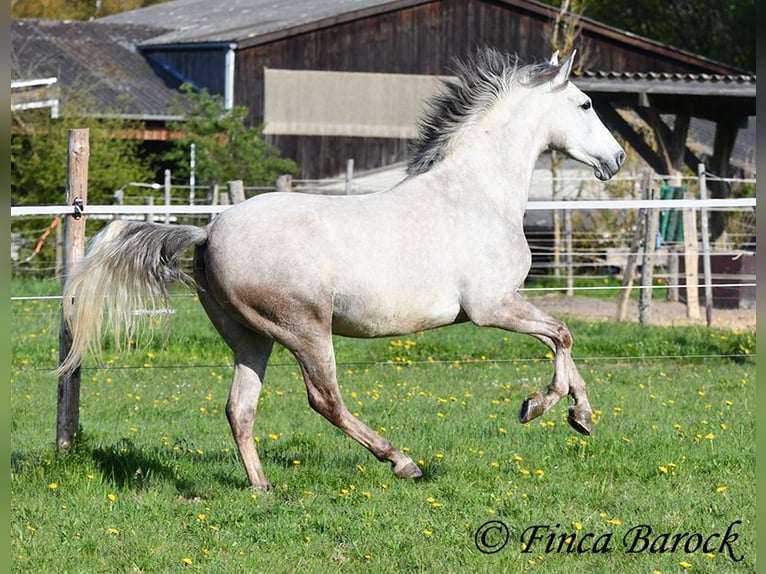 Andalusian Gelding 7 years 15,2 hh Grey in Wiebelsheim